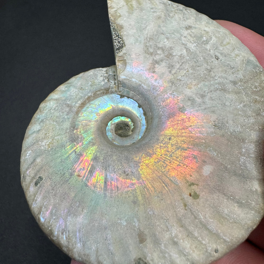 Iridescent Ammonite