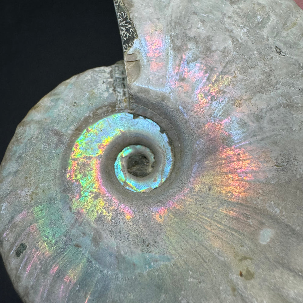Iridescent Ammonite