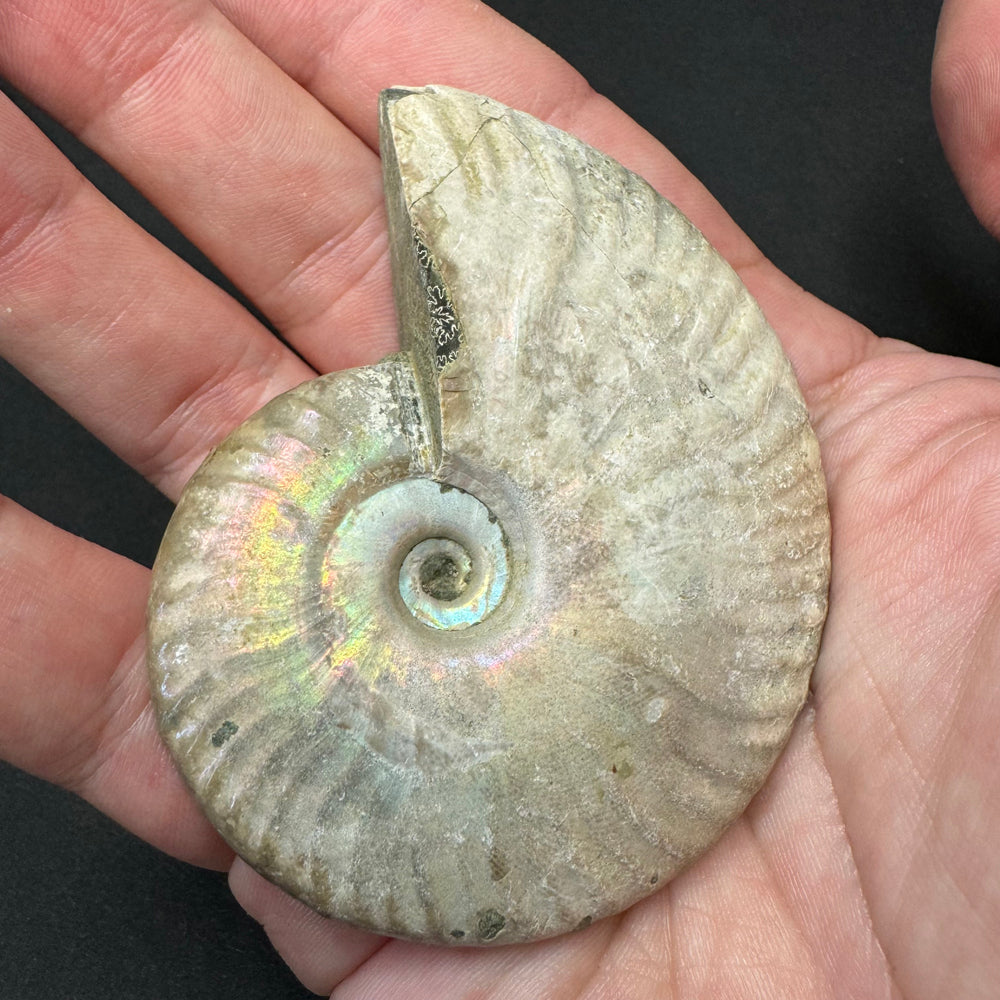 Iridescent Ammonite