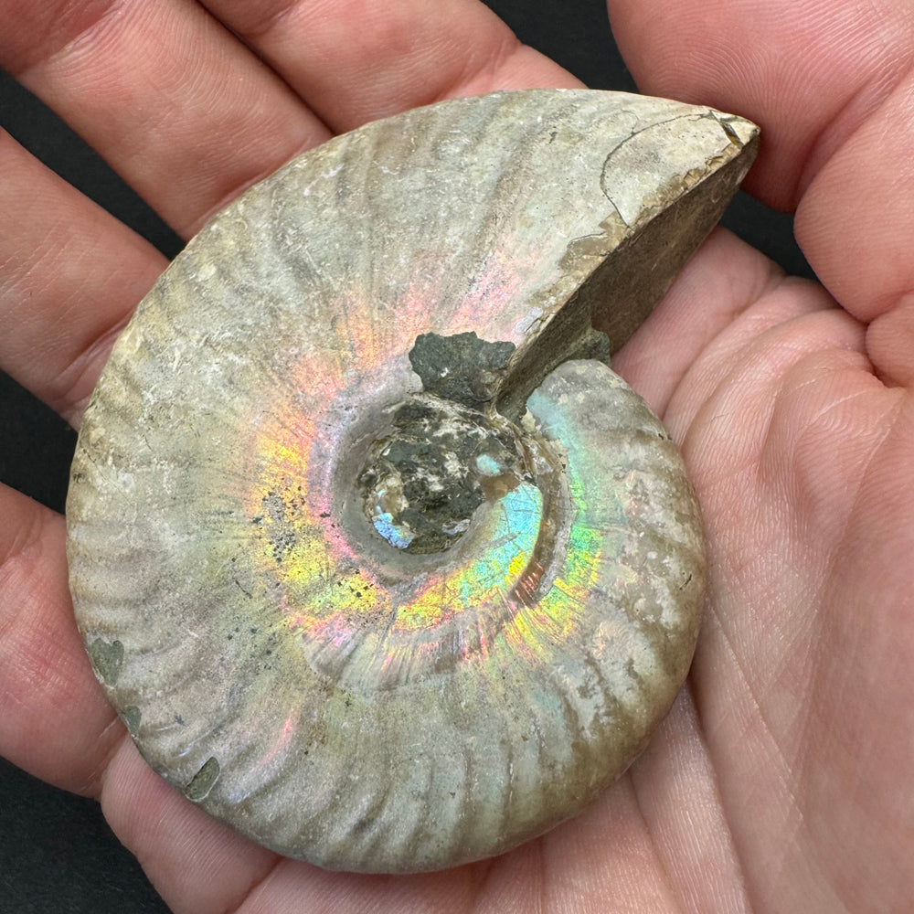 Iridescent Ammonite