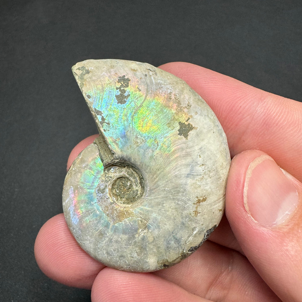 Iridescent Ammonite