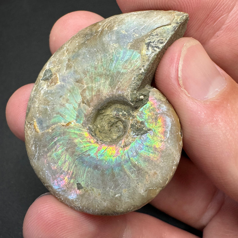 Iridescent Ammonite