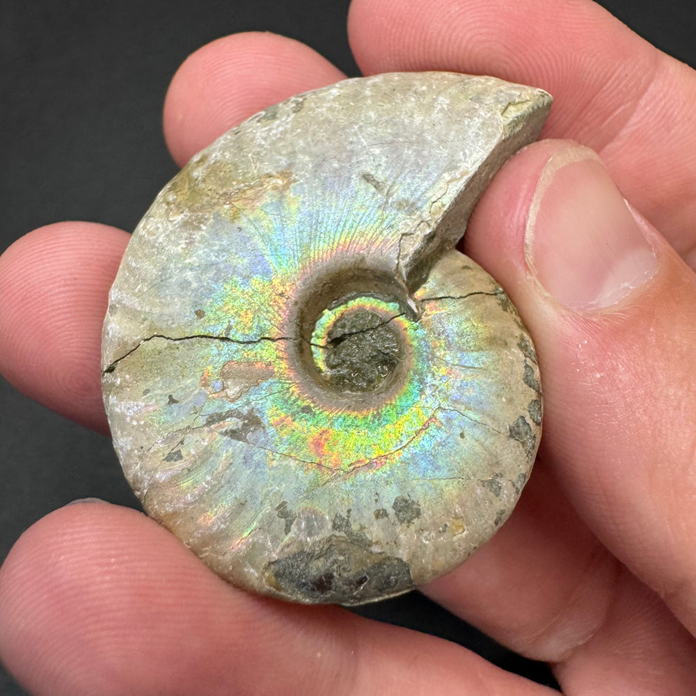 Iridescent Ammonite