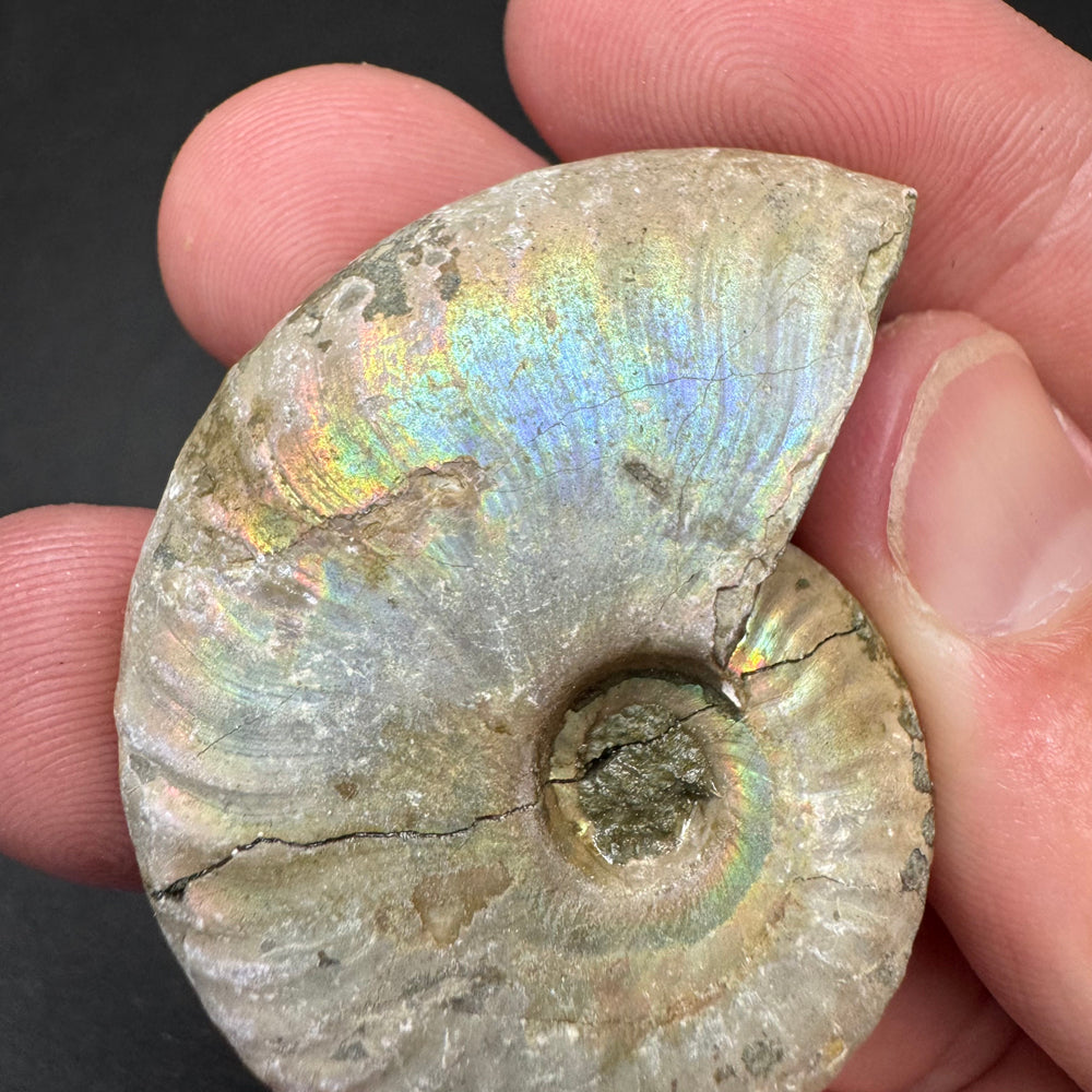 Iridescent Ammonite